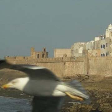 Seagull flying over the coast with historic stone buildings in the background during Fall 2016 inspiration shoot.